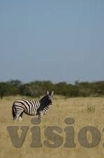 麻豆视频app官网安卓下载-安卓用户的流利据点，麻豆视频APP的便捷下载与实用评测